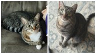 Tabby cat brothers Potter and Weasley would love a stay-at-home family – Orange County Register