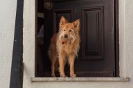 13 Amazon Products That Keep Door-Dashing Dogs Safe and Sound