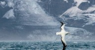 Bird flu warning as strain suspected on remote island