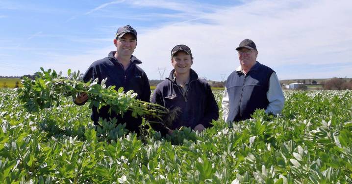 Faba beans bloom in Southern NSW: crop comeback in dual cropping