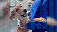 Puppy with ‘severe neck injury’ brought to Bonita shelter