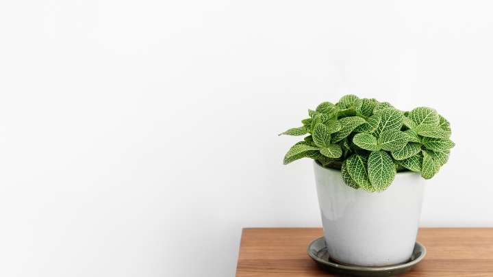 Esta es la planta que todos quieren en casa: no necesita cuidados especiales y crece sola