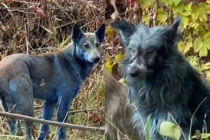Encuentran perros con pelaje azul en Chernobyl: “No sabemos la razón y estamos intentando capturarlos”