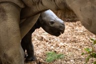 LIVE: Baby rhino makes debut at Cleveland Zoo