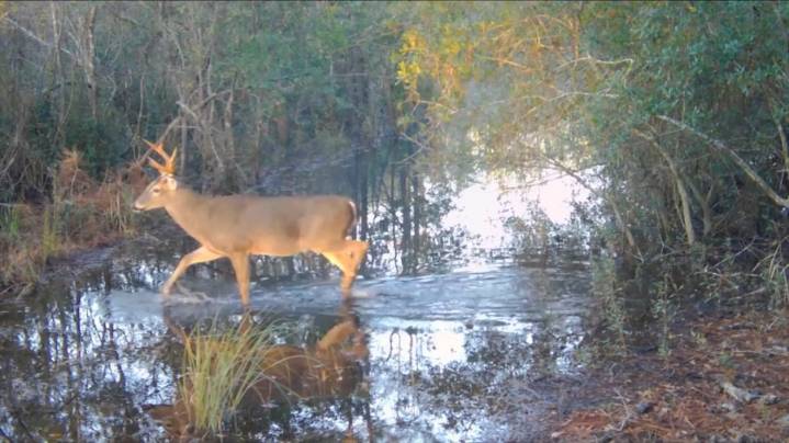 Florida confirms 2nd 'zombie deer' disease case