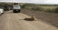 He lives alongside lions in Nairobi. The human-wildlife collision is dazzling — and dangerous