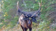 Wildlife photographer helps save elk trapped in netting in Prince Albert National Park
