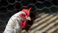 Alemania sacrifica a 400.000 animales por la crisis de gripe aviar, en línea con los peores datos de 2021
