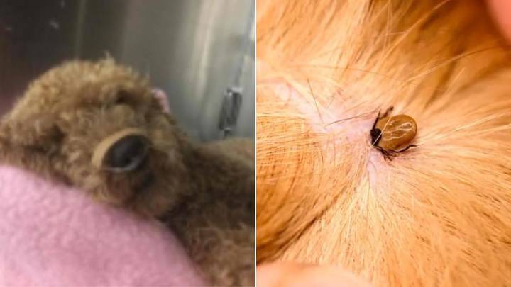 Dozens of pets fighting for life amid alarming surge in tick paralysis cases across southeast Queensland