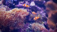Investigación del MIT logró descifrar impresionantes datos sobre la evolución animal