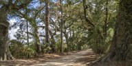 HEART OF LOUISIANA: Oak & Pine Valley