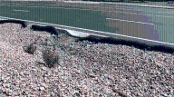 CABQ encourages residents and businesses to install green stormwater infrastructure