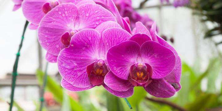 Orgullo nacional: Perú impulsa investigación científica para preservar más de 3.000 especies de orquídeas