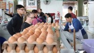 Crece el consumo de huevos en todo el país por ser una opción económica