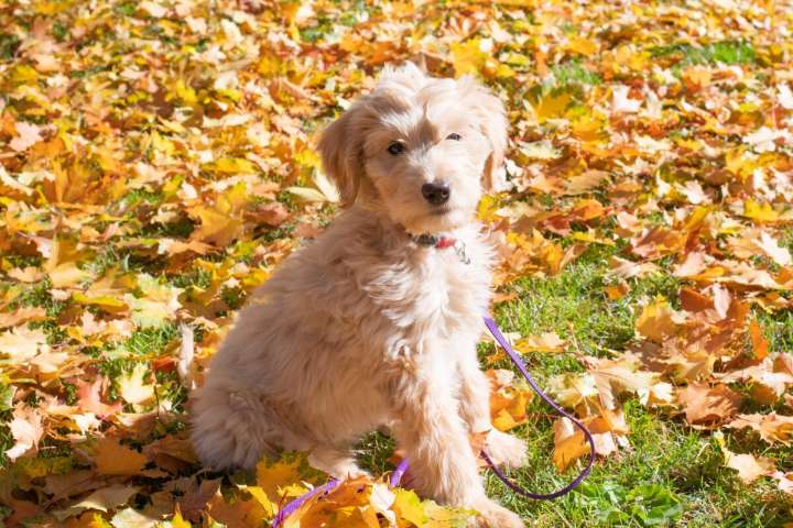 The 13 Best Dog Food Toppers for Goldendoodles