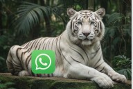 Paso a paso. Cómo activar el “modo tigre blanco” de WhatsApp