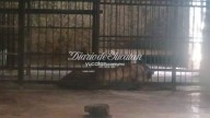 Tras muerte de un felino en el zoológico “La Reina” aclaran estado de salud de una leona