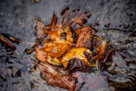 Rain and possible thunder in Portland Sunday, chances of snow in the Cascades