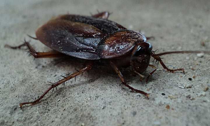 Los expertos lo confirman: el refugio secreto de las cucarachas podría estar en este punto concreto de tu cocina