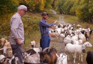 Livestock landscaping: Vermont ski areas employ goats and sheep to clear the slopes