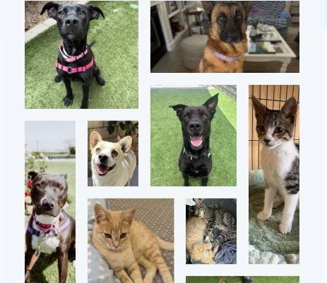 Empty the Shelters national adoption event