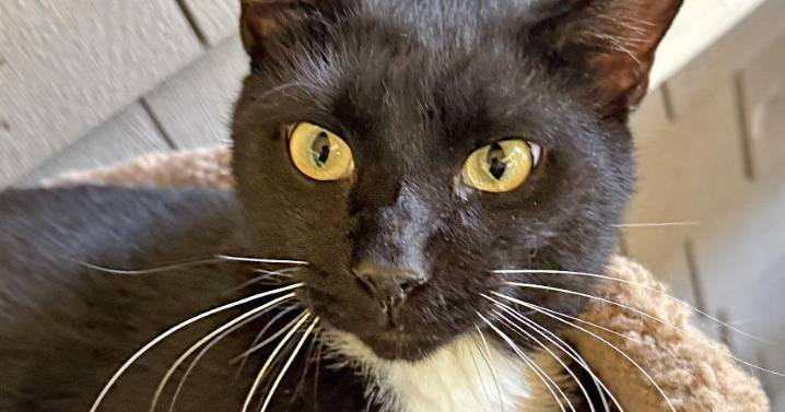 People for Cats — October 24, 2025