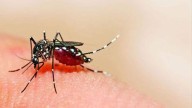 Chandigarh: From 3,173 last year to 160 this time, dengue cases decline sharply in Tricity