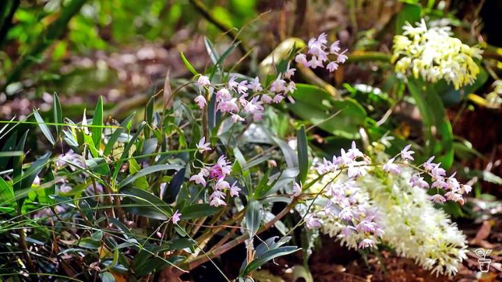 Rocking Orchids - Gardening Australia