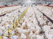 Sector avícola se prepara para la segunda edición del Congreso Internacional