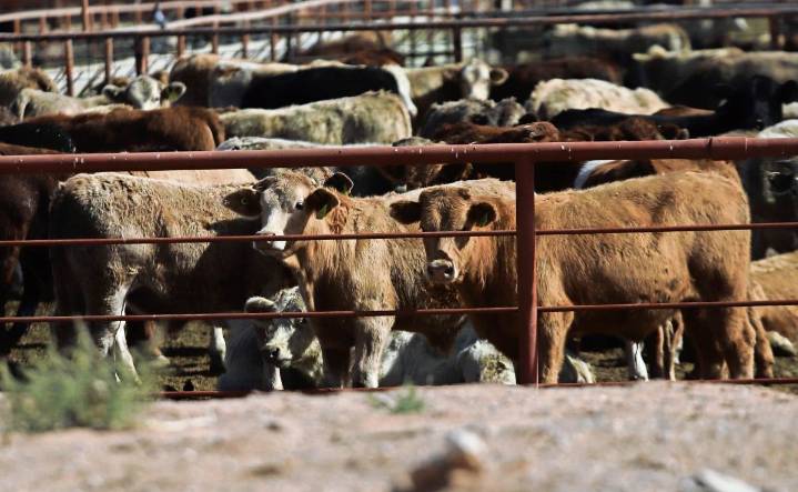 Ganaderos de EU se oponen al plan de Trump para importar más carne argentina