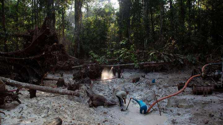 Interpol-led crackdown on environmental crime leads to 225 arrests in Latin America