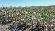 Kapas Kisan app rule leaves Medak cotton farmers in distress