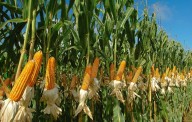 Exportaciones agrícolas crecieron 49,3 % y sostienen el comercio exterior colombiano