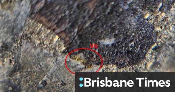 Visible gold prompts quick follow-up drilling for Zenith in QLD