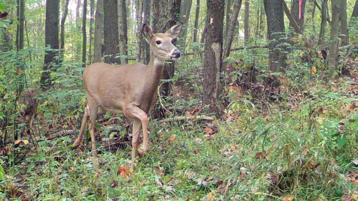 Deer tests positive for Chronic Wasting Disease in Pulaski County