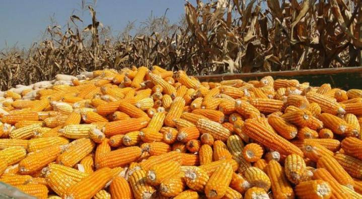 Estancada, la cosecha de maíz; disparada la importación