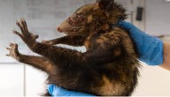 Agresión fatal a fauna silvestre en Nariño pone en evidencia la intolerancia hacia la vida animal
