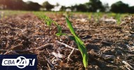 Maíz temprano y girasol con buen arranque por las reservas de humedad en el sur provincial