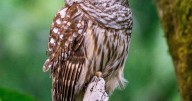 Why birds sang after a total solar eclipse, according to new research