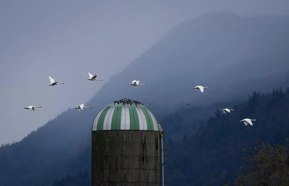 Avian flu on the rise in B.C., nine outbreaks confirmed this month in poultry flocks