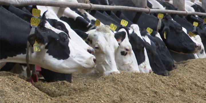 Funds available to support dairy farms