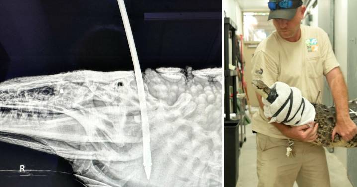 Florida crocodile found speared and shot in the Keys recovering after rescue by Zoo Miami
