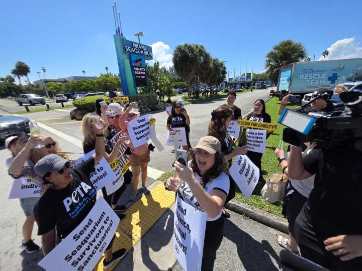 El Miami Seaquarium cerró tras 70 años y pasar de ícono de la ciudad a centro de polémica