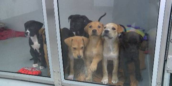 SEMO Pets partners with Trend Setters to offer free adoptions