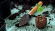 Are Expensive Seed Starting Mixes Actually Worth Buying?