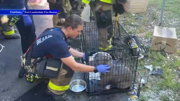 Residents, dog, safely evacuated after Fort Lauderdale apartment complex catches fire