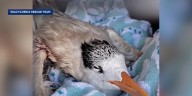 GRAPHIC: Nearly 50 birds crushed to death by truck driver, wildlife officials say