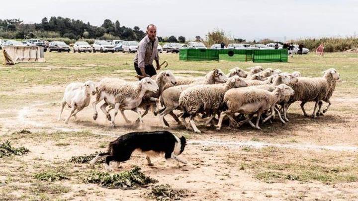 Alfarb busca al mejor perro pastor