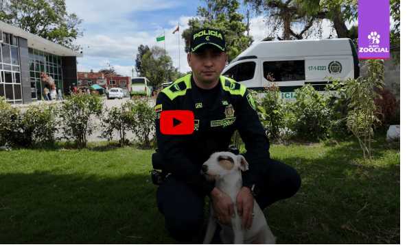 Perros callejeros de Bogotá encuentran refugio en estación de policía de Kennedy