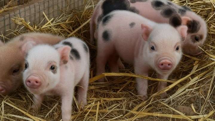 Terra Natura Murcia da la bienvenida a 12 ejemplares de cerdo enano